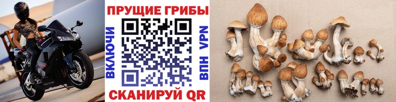 Псилоцибиновые грибы Psilocybe Светогорск